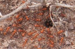 Pogonomyrmex maricopa