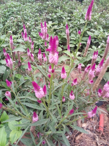 Celosia argentea image