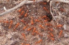 Pogonomyrmex maricopa
