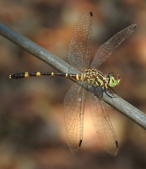 Nannophlebia mudginberri