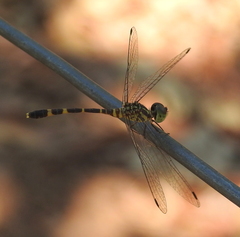 Nannophlebia mudginberri