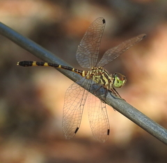 Nannophlebia mudginberri