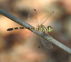 Nannophlebia mudginberri