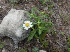 Melampodium cinereum