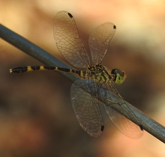 Nannophlebia mudginberri