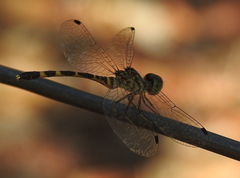 Nannophlebia mudginberri