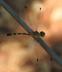 Nannophlebia mudginberri