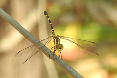 Nannophlebia mudginberri