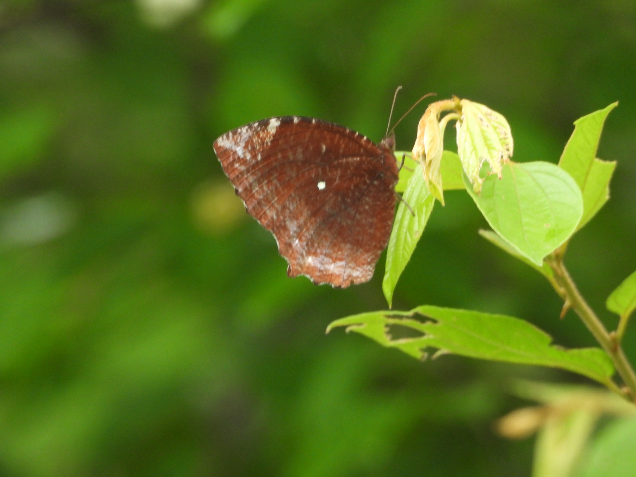 Common Palmfly