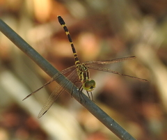 Nannophlebia mudginberri