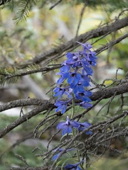 Delphinium cultorum