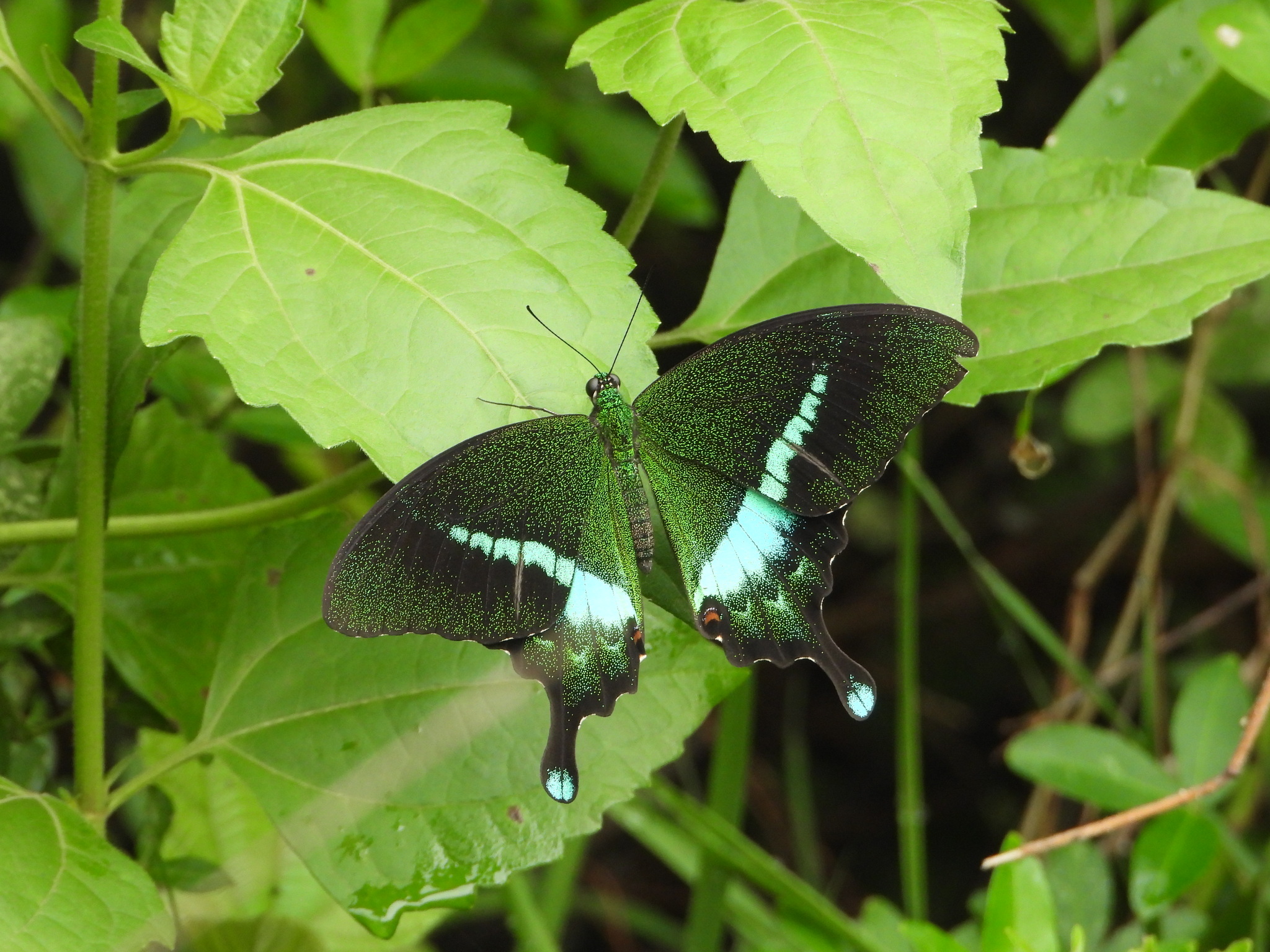Common Banded Peacock
