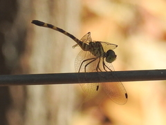 Nannophlebia mudginberri