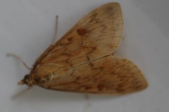 Ostrinia