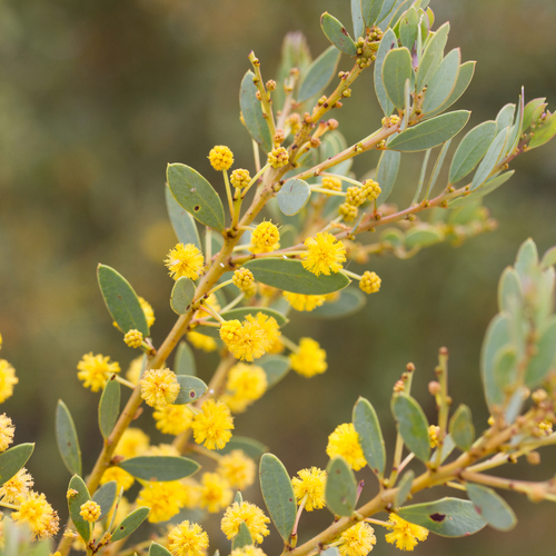 Grey Mulga (Acacia brachybotrya)