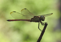 Lathrecista asiatica festa