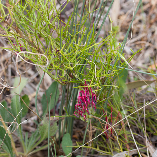 dissected holly-leaf grevillea (Grevillea angustiloba)