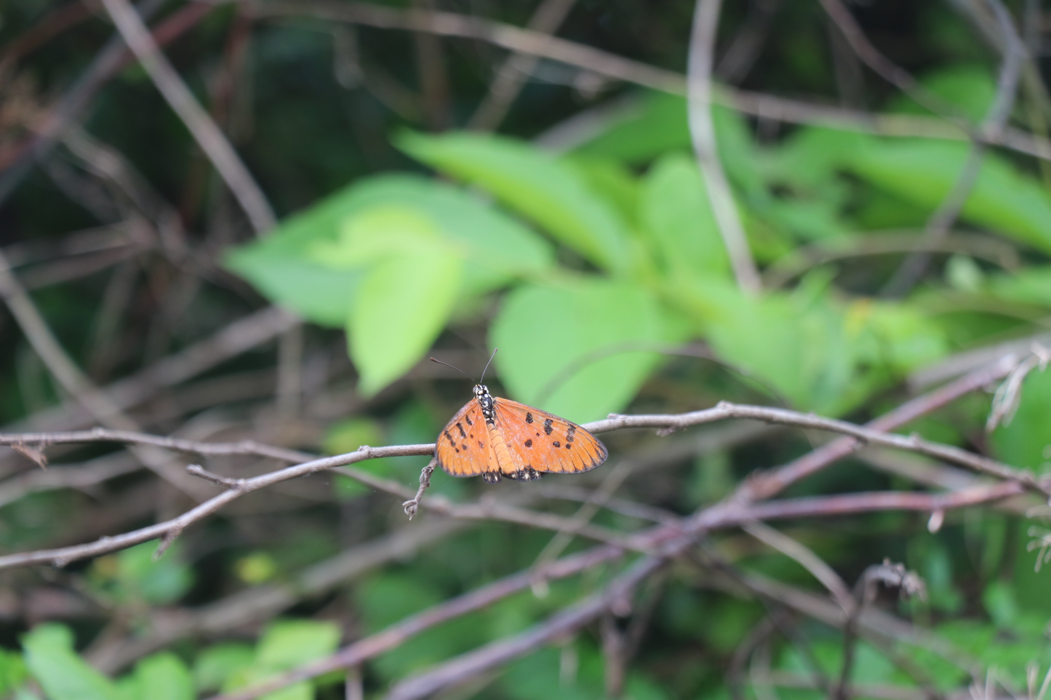 Tawny Coster