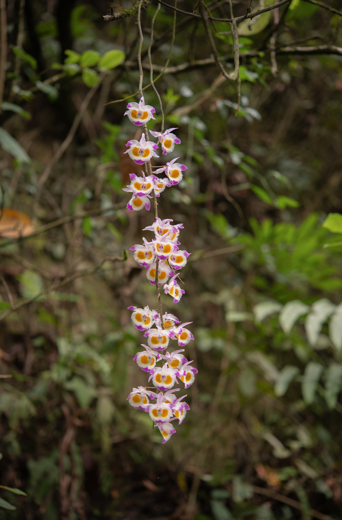 Dendrobium devonianum