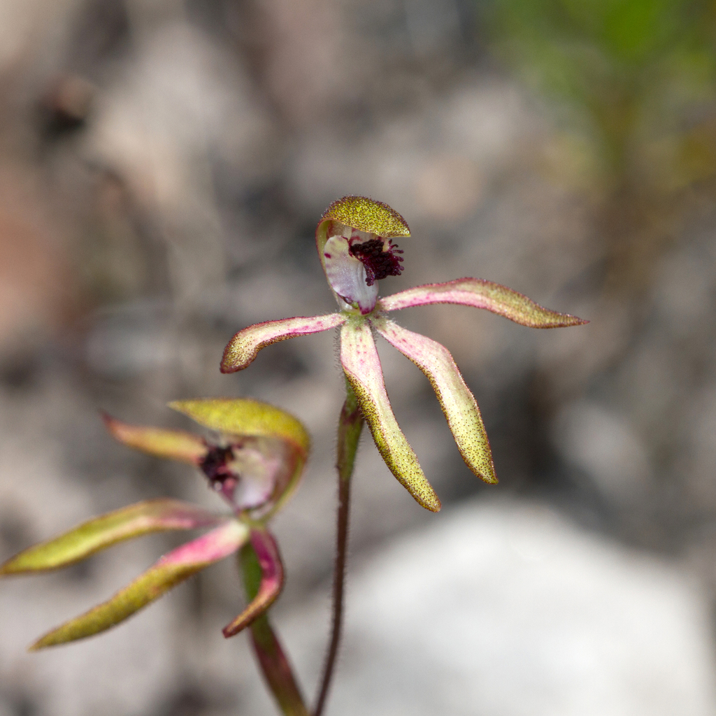 Caladenia iridescens