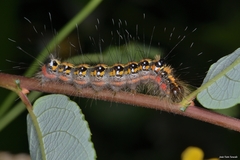 Acronicta tridens