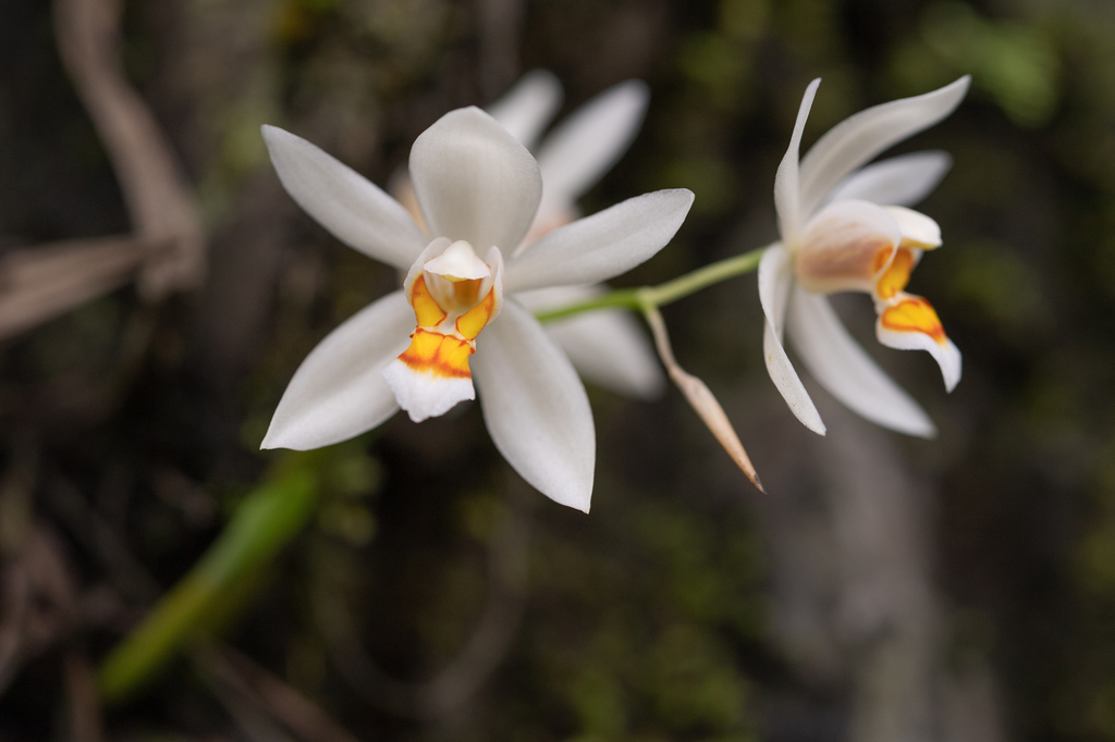 Coelogyne nitida