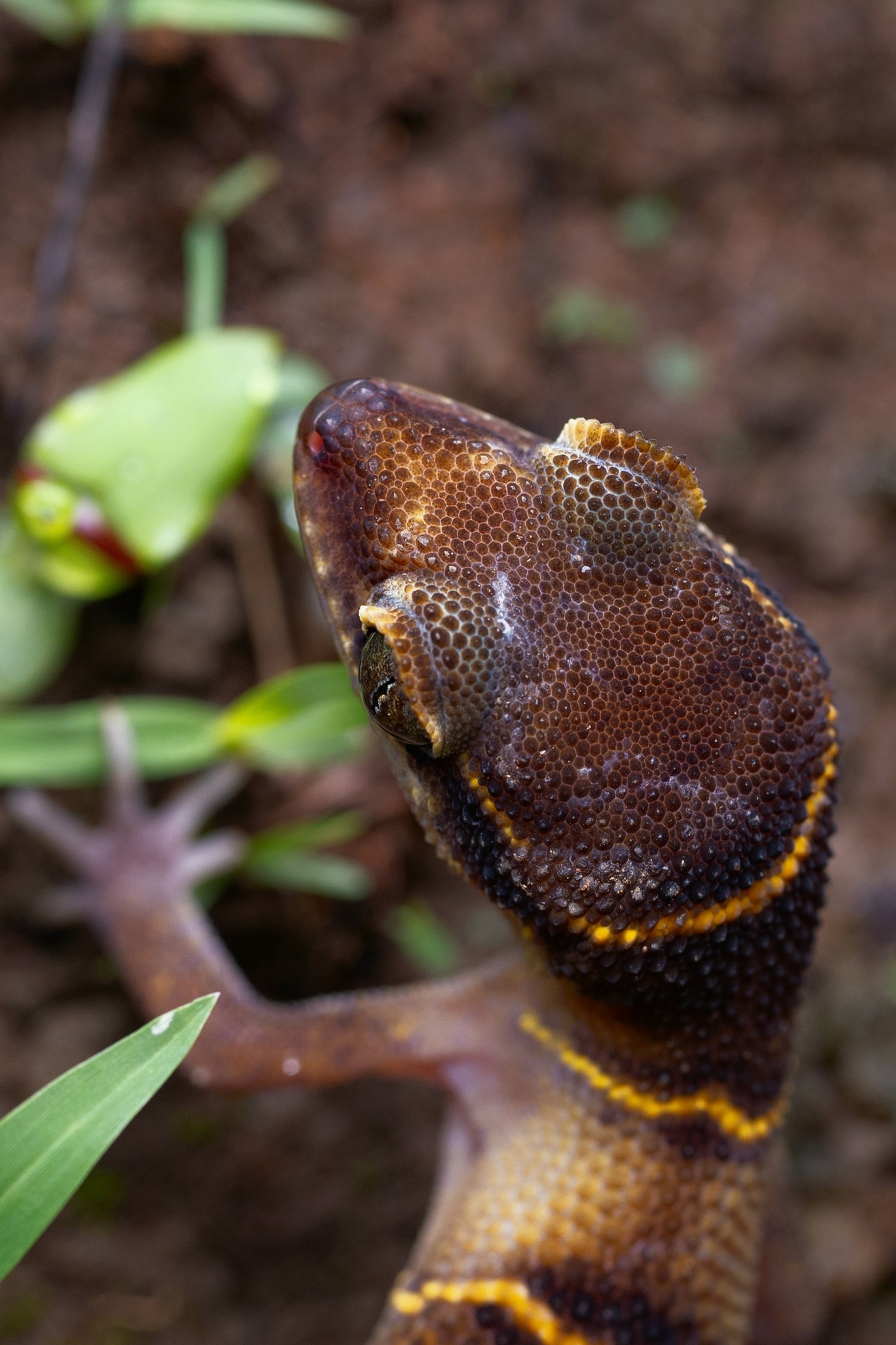 Deccan ground gecko