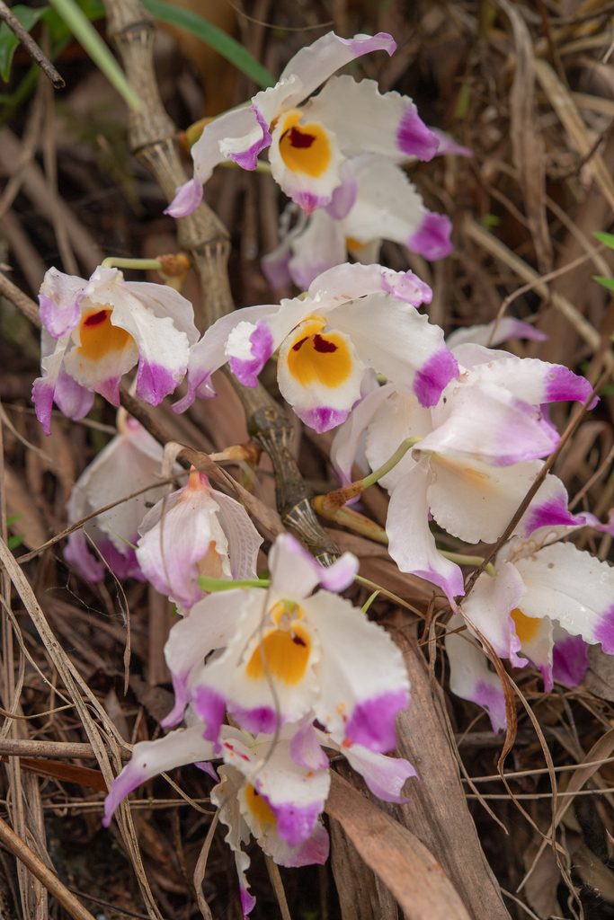 Dendrobium wardianum