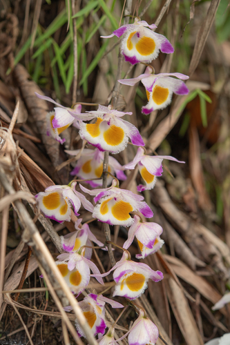 Dendrobium devonianum, photograph 5