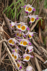 (c) Morten Ross, some rights reserved (CC BY) Dendrobium devonianum, photograph (c) Morten Ross, some rights reserved (CC BY)