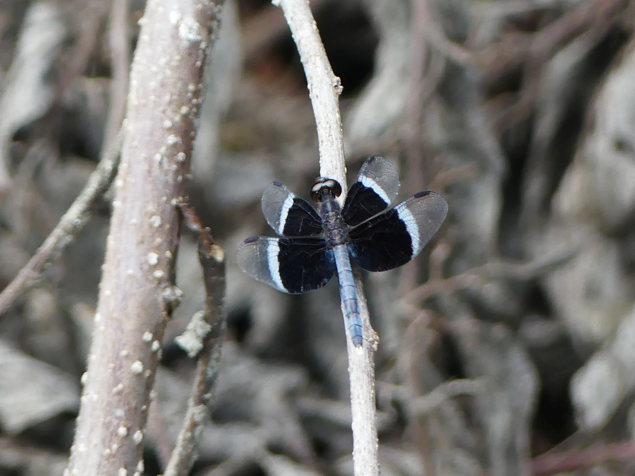 Pied Paddy Skimmer