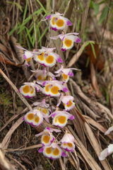 Dendrobium devonianum, photograph (c) Morten Ross, some rights reserved (CC BY)