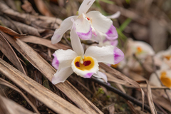 Dendrobium wardianum, photograph (c) Morten Ross, some rights reserved (CC BY)