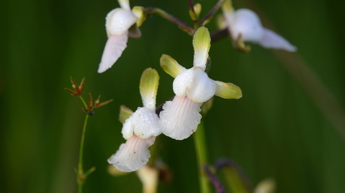 Eulophia malangana