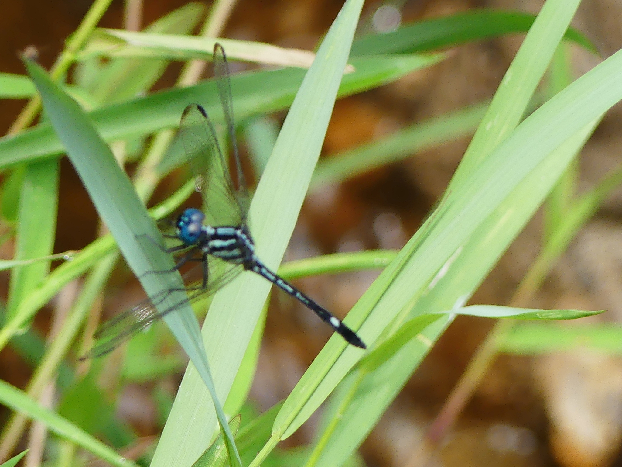 Blue Hawklet