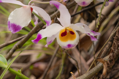 Dendrobium wardianum, photograph 3