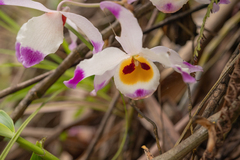 (c) Morten Ross, some rights reserved (CC BY) Dendrobium wardianum, photograph (c) Morten Ross, some rights reserved (CC BY)