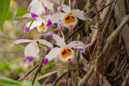 Dendrobium wardianum, photograph 4