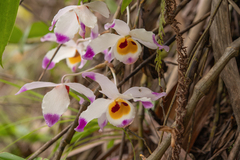 (c) Morten Ross, some rights reserved (CC BY) Dendrobium wardianum, photograph (c) Morten Ross, some rights reserved (CC BY)