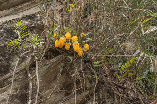 Densely flowered Dendrobium (Dendrobium densiflorum)