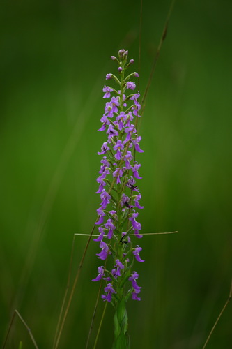 Brachycorythis pleistophylla