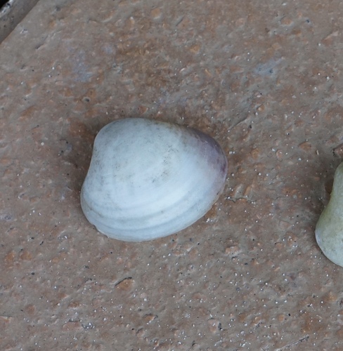Mactra maculata observed 2025-05-26