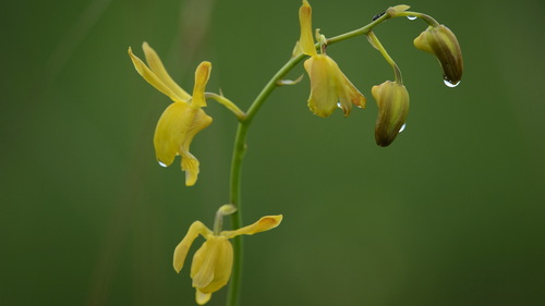 Vlei Harlequin