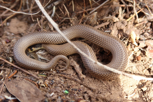 Whip Hooded Snake sighting