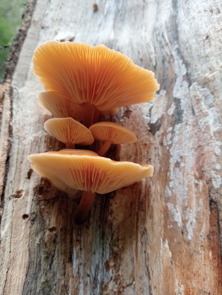 Flammulina velutipes · May 2025 · photo: © john_barkla (iNaturalist, cc0)