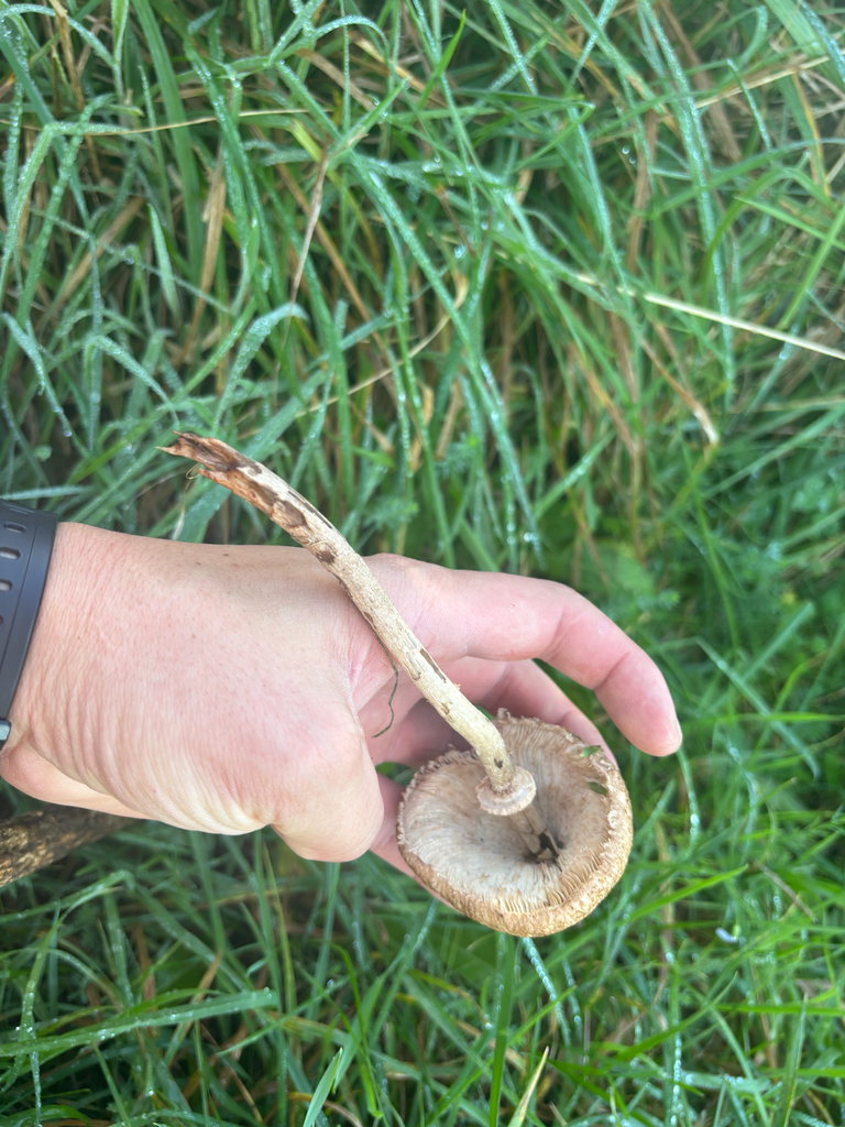 Macrolepiota clelandii · May 2025 · photo: © conehead_nz (iNaturalist, cc-by)