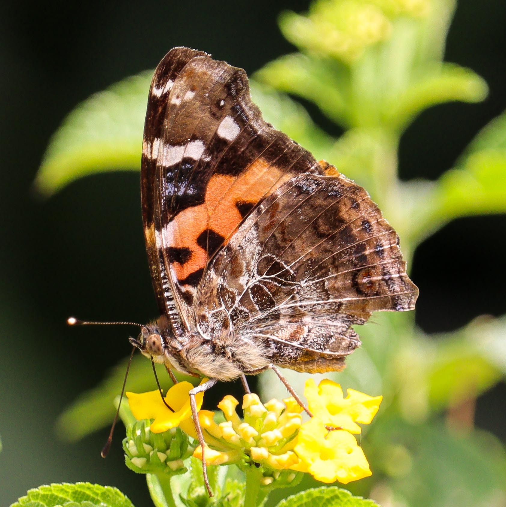 Indian Red Admiral