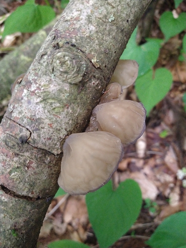 Auricularia minutissima