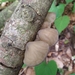 Auricularia minutissima