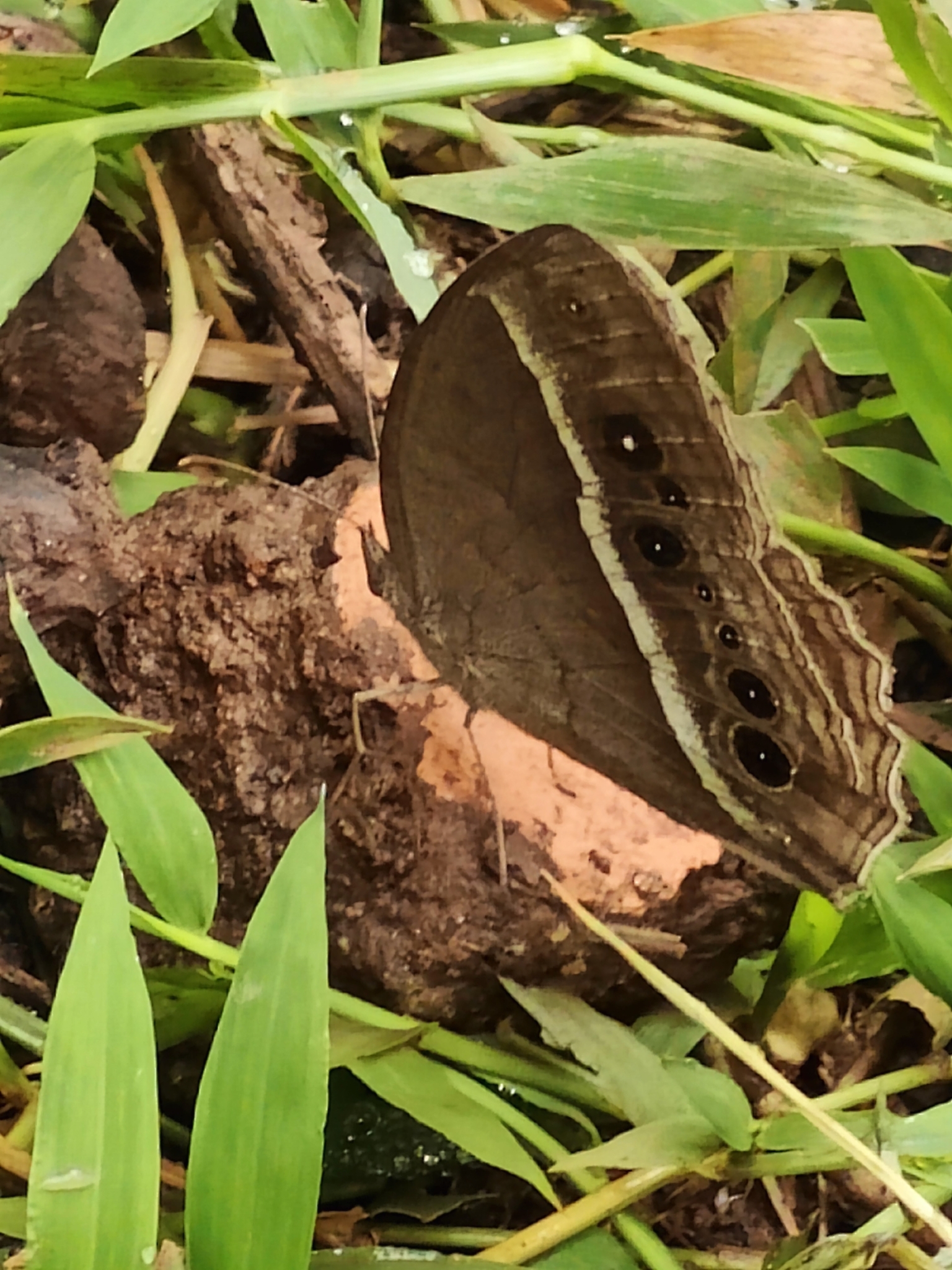 Tamil Bushbrown